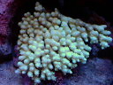 【サンゴ】【通販】ミドリイシsp.(Ultra Grade)【UCA/オーストラリア産】（個体販売）（±12x11cm）No.32（生体）（サンゴ）