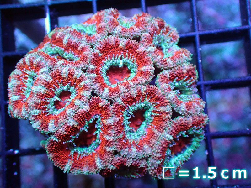 ڥ󥴡ۡΡۡڥȥꥢۥȥᥤ (Ultra Grade)ʸNo.43Ρˡʥ󥴡