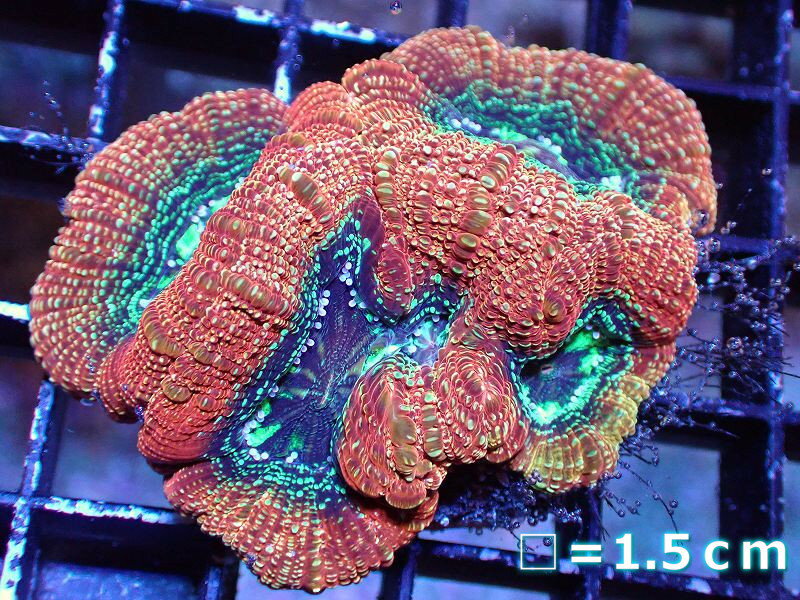 スリバチサンゴ テーブルサンゴ キクメイシ スリバチサンゴ テーブルサンゴ キクメイシ a6-21.jpg