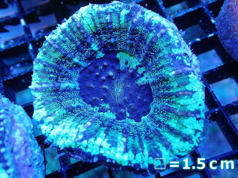 楽天ペットバルーン楽天市場支店【サンゴ】【通販】【オーストラリア産】スコリミアsp. （Mixed Special）（個体販売）No.11（生体）（サンゴ）