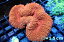 【サンゴ】【通販】ハナガタサンゴ（Ultra Grade)【UCA/オーストラリア産】Mサイズ（個体販売）（生体）（サンゴ）