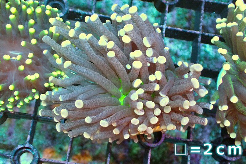 【サンゴ】【通販】トーチコーラル Yellow Tip/Green Core 【UCA/オーストラリア産】SMサイズ 個体販売 No.8 生体 サンゴ 