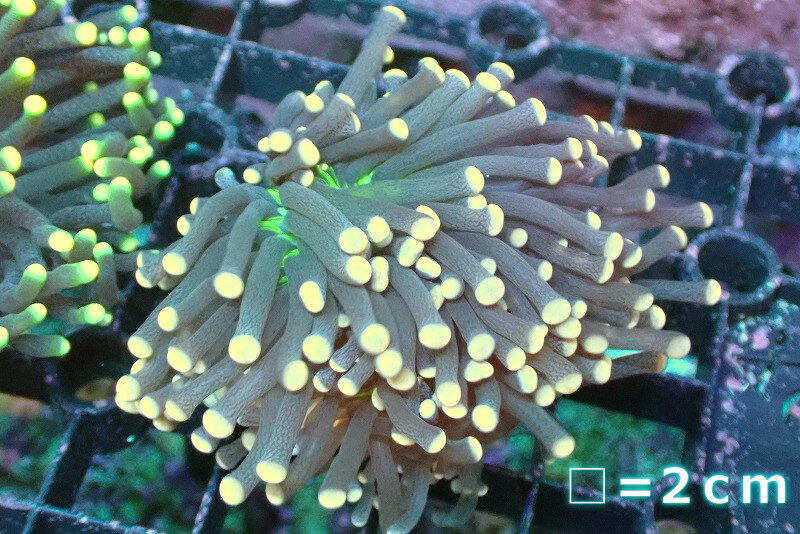 【サンゴ】【通販】トーチコーラル Yellow Tip/Green Core 【UCA/オーストラリア産】SMサイズ 個体販売 No.10 生体 サンゴ 