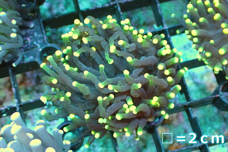 【サンゴ】【通販】トーチコーラル Yellow Tip 【UCA/オーストラリア産】Sサイズ 個体販売 No.16 生体 サンゴ 