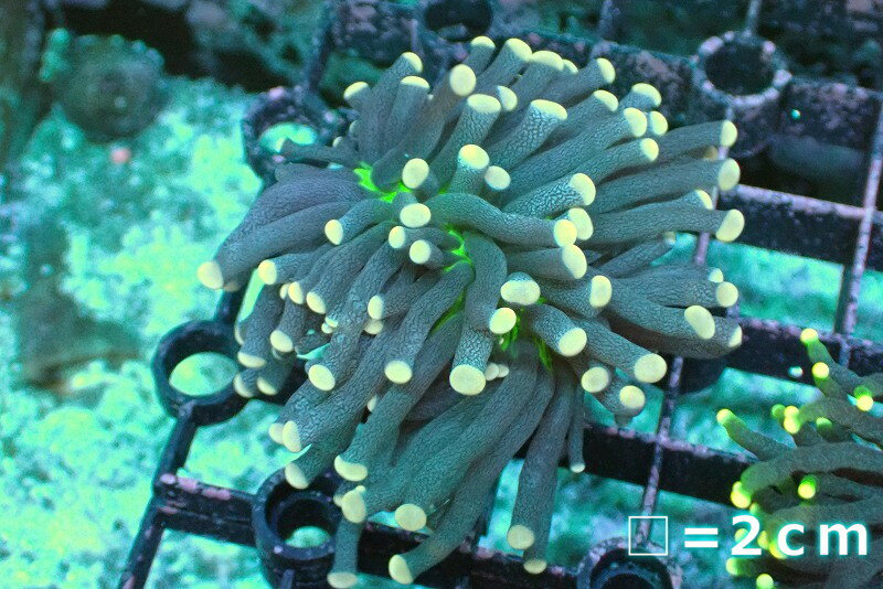 【サンゴ】【通販】トーチコーラル Yellow Tip/Green Core 【UCA/オーストラリア産】SMサイズ 個体販売 No.22 生体 サンゴ 