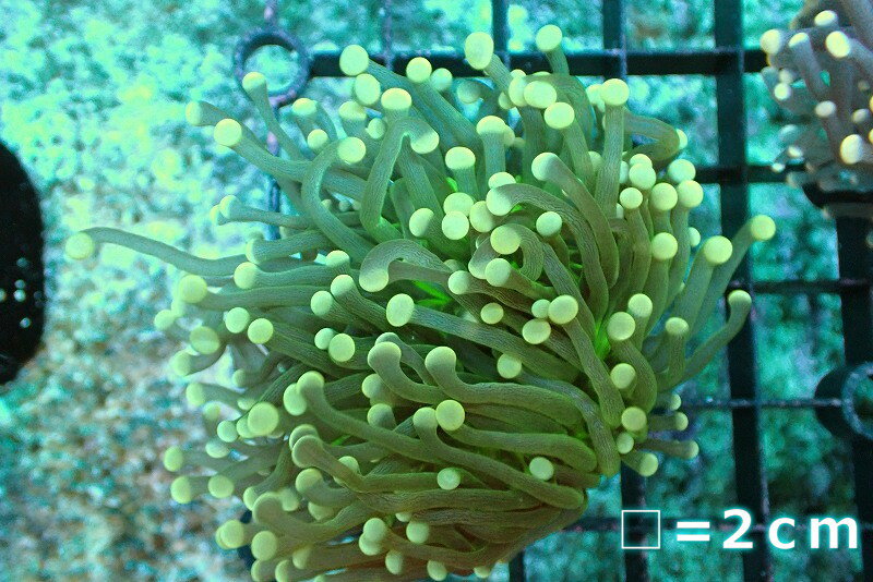 【サンゴ】【通販】トーチコーラル Yellow Tip/Green Core 【UCA/オーストラリア産】SMサイズ 個体販売 No.24 生体 サンゴ 