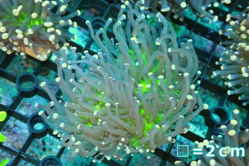 【サンゴ】【通販】トーチコーラル Yellow Tip/Green Core 【UCA/オーストラリア産】Mサイズ 個体販売 No.32 生体 サンゴ 