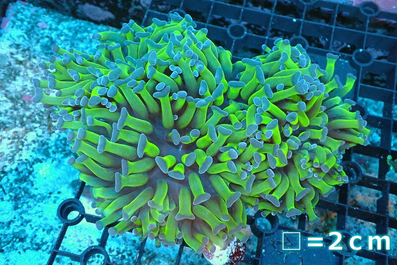 【サンゴ】【通販】ナガレハナサンゴ（Metallic Green Stem)【UCA/オーストラリア産】（個体販売）No.8（生体）（サンゴ）