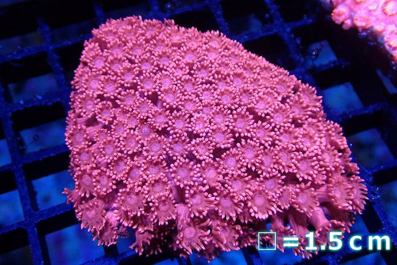 【サンゴ】【通販】ハナガササンゴ（Special/Red）【UCA/オーストラリア産】（個体販売）No.1（生体）（サンゴ）