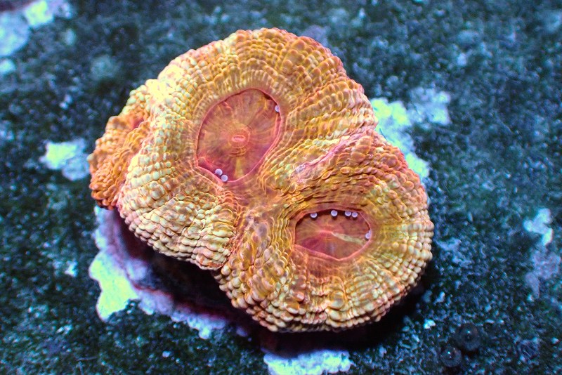 【サンゴ】【通販】オオトゲキクメイシ(Bowerbanki/Gold Rainow)【UCA/オーストラリア産】（個体販売）（±3.5cm）No.3（生体）（サンゴ）