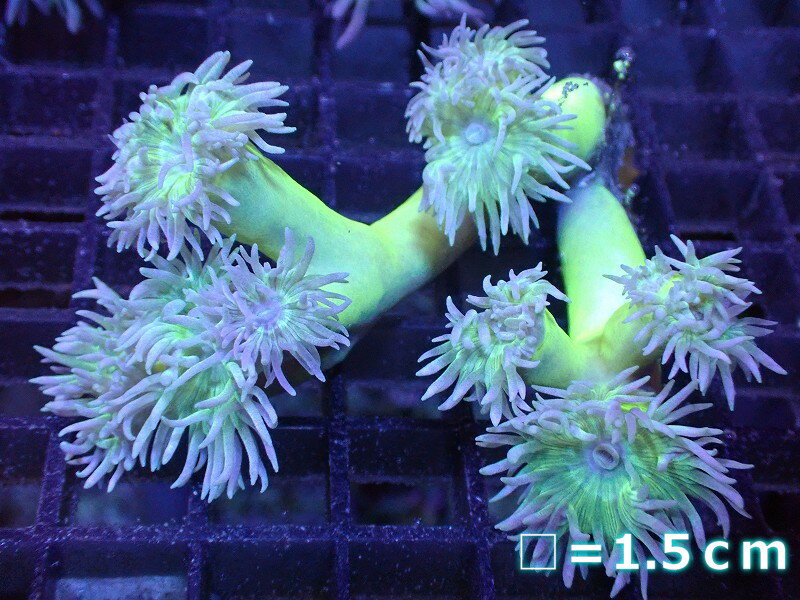 【サンゴ】【通販】【オーストラリア産】ウィスカーズコーラル (Green/SMサイズ）（個体販売）No.8（生体）（サンゴ）