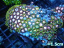 【サンゴ】【通販】マメスナギンチャクsp.(Multi)SMサイズ(個体販売)No.17(生体)(サンゴ)(4)