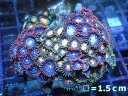 【サンゴ】【通販】マメスナギンチャクsp.(Multi)(個体販売)No.18(生体)(サンゴ)(4)