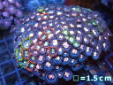 【サンゴ】【通販】マメスナギンチャクsp.(Multi)(個体販売)No.20(生体)(サンゴ)(4)