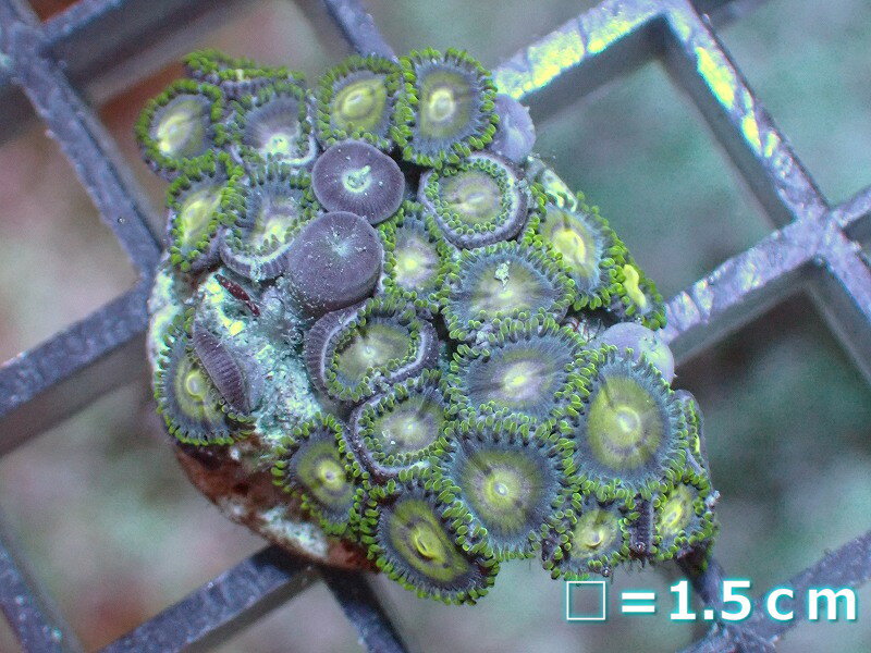 【サンゴ】【通販】マメスナギンチャクsp. (フラグ/美カラー）（個体販売）No.8（生体）（サンゴ）