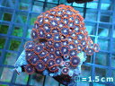 【サンゴ】【通販】マメスナギンチャクsp. (マルチ）（個体販売）No.7（生体）（サンゴ）