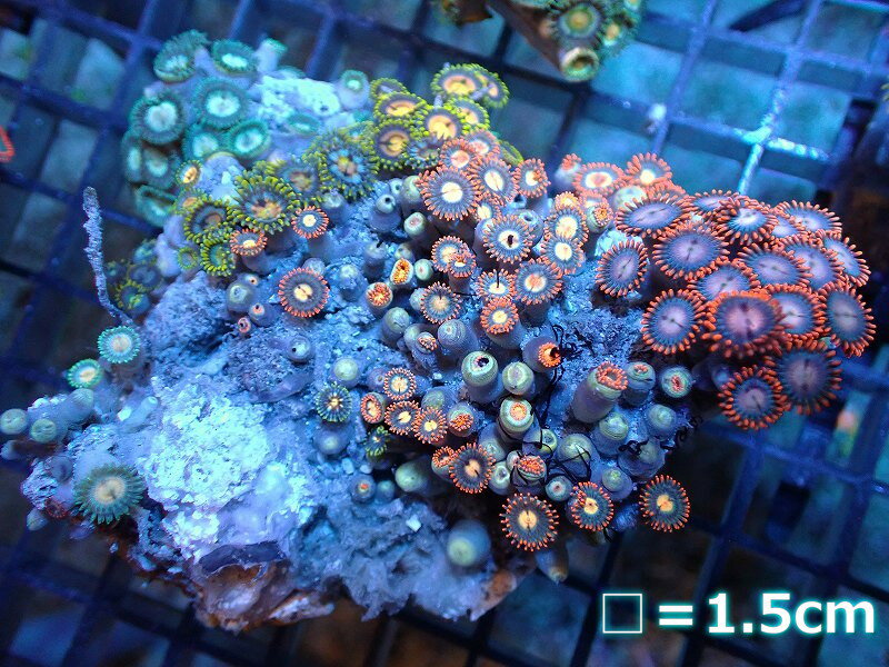 【サンゴ】【通販】マメスナギンチャクsp.(Multi）SMサイズ（個体販売）No.18（生体）（サンゴ）