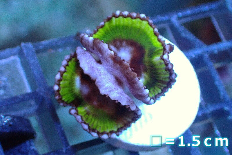 照明器具により、個体の色の見え方に多少の違いが生じる場合がございます。ご了承ください。