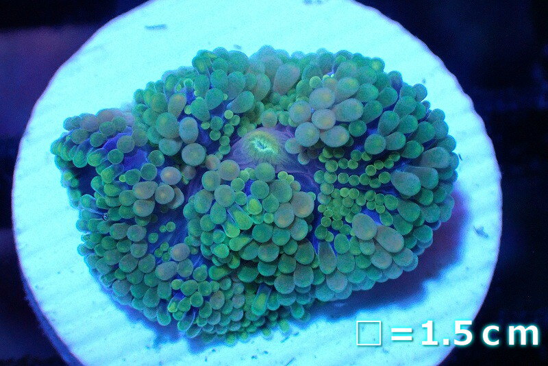 【サンゴ】【通販】カリビアンバブルディスク（Green/Pink/Blue）（個体販売）No.1（生体）（サンゴ）