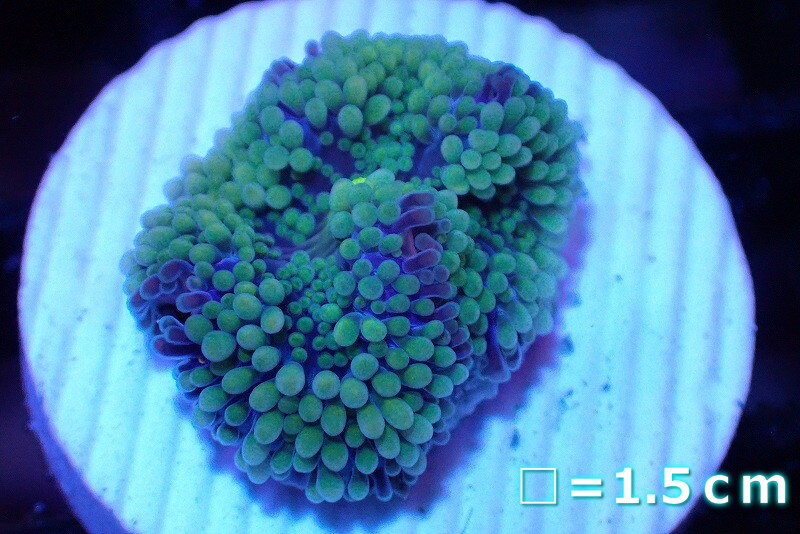 【サンゴ】【通販】カリビアンバブルディスク（Green/Pink/Blue）（個体販売）No.2（生体）（サンゴ）