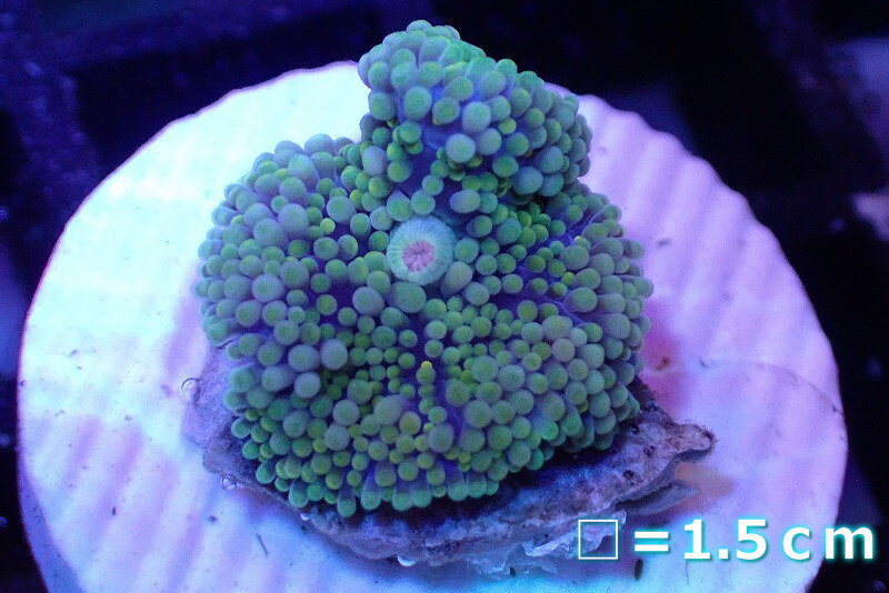 照明器具により、個体の色の見え方に多少の違いが生じる場合がございます。ご了承ください。