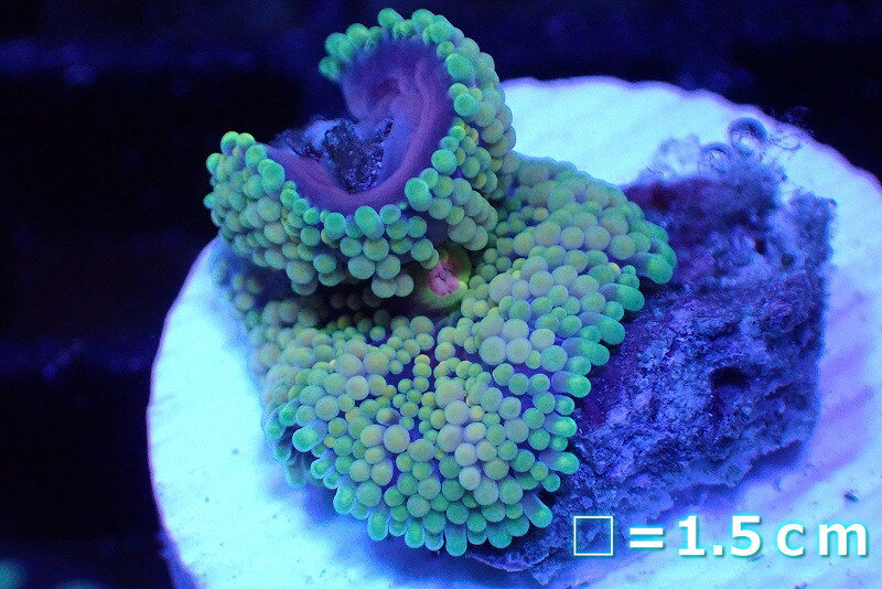 【サンゴ】【通販】カリビアンバブルディスク（Green/Pink/Blue）（個体販売）No.6（生体）（サンゴ）