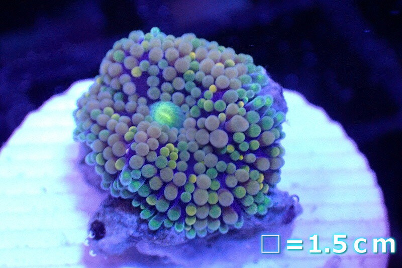 【サンゴ】【通販】カリビアンバブルディスク（Green/Yellow/Blue）（個体販売）No.7（生体）（サンゴ）
