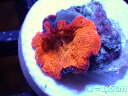 【サンゴ】【通販】Solid Red ディスクコーラル(フラグ)(個体販売)No.13(生体)(サンゴ)(4)