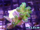 (楽天スーパーSALE-ポイント最大47倍-6/4~6/11)【サンゴ】【通販】フラグ ハナヤサイサンゴ(Green Polyp)(個体販売)No.5(生体)(サンゴ)