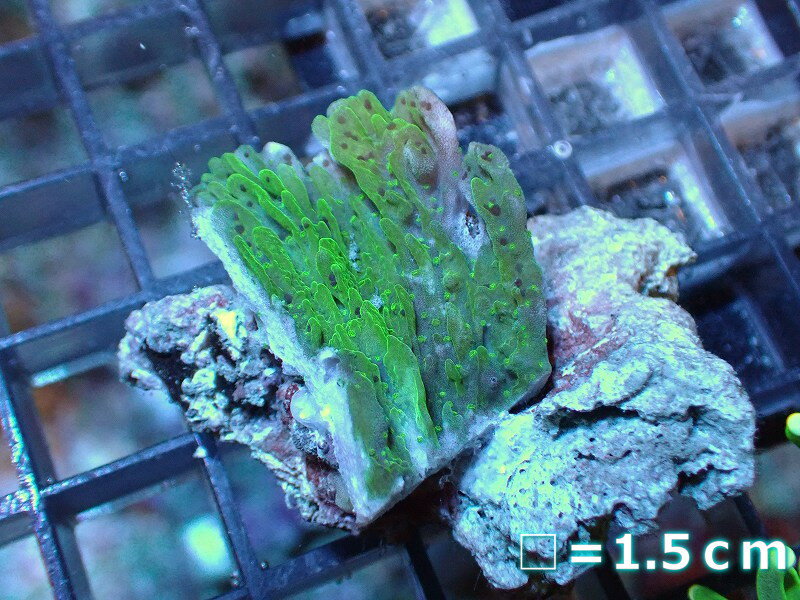 ڥ󥴡ۡΡۥ󥵥󥴡Green/ե饰ˡʸNo.3Ρˡʥ󥴡
