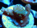 【サンゴ】【通販】フラグ ミドリイシsp.【UCA/オーストラリア産】（個体販売）No.24（生体）（サンゴ）