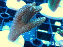 【サンゴ】【通販】フラグ ミドリイシsp.（個体販売）No.32（生体）（サンゴ）