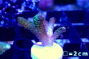 【サンゴ】【通販】フラグ フトトゲサンゴ（Green Polyp）（個体販売）No.11（生体）（サンゴ）