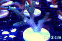 【サンゴ】【通販】フラグ フトトゲサンゴ（Green Polyp）（個体販売）No.12（生体）（サンゴ）