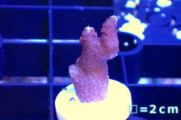 【サンゴ】【通販】フラグ エダコモンサンゴsp.（Red Polyp)（個体販売）No.2（生体）（サンゴ）