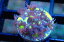 【サンゴ】【通販】フラグハナガササンゴ（Special Color)（個体販売）No.4（生体）（サンゴ）