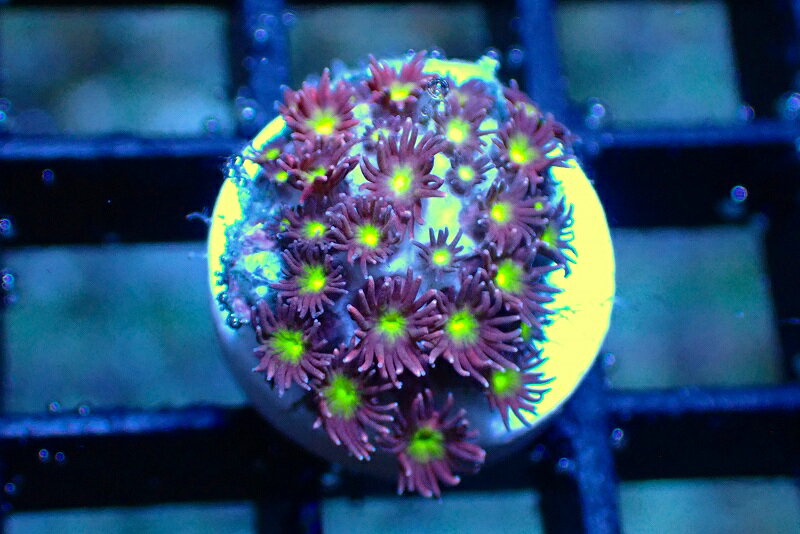 【サンゴ】【通販】フラグハナガササンゴ（Special Color)（個体販売）No.6（生体）（サンゴ）