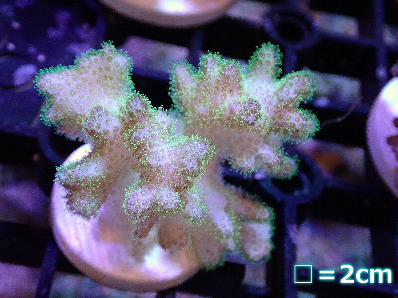 【サンゴ】【通販】フラグ ハナヤサイサンゴ（Green Polyp）（個体販売）No.7（生体）（サンゴ）