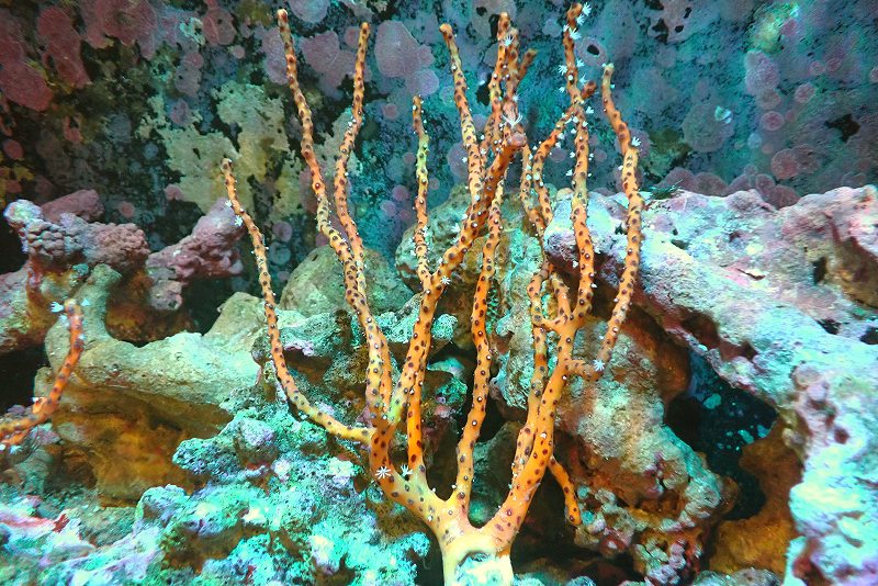 【サンゴ】【通販】カリビアンイエローゴルゴニア（個体販売）（±18cm）No.4（生体）（サンゴ）のサムネイル