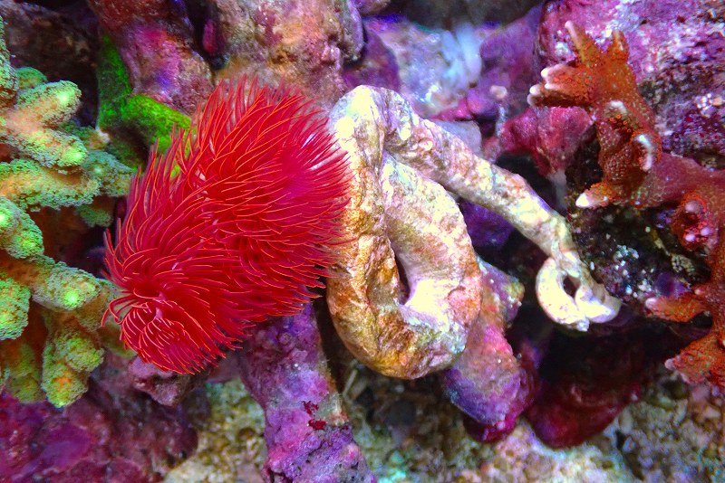 【サンゴ】【通販】ハードチューブ（極太・RED）（個体販売）（菅長±13cm） No.10（生体）（サンゴ）