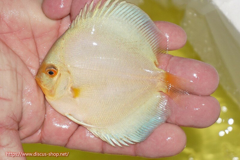 【ディスカス】【通販】スーパーブルーダイヤモンド（ハイフォーム）5匹【サンプル画像】7-8cm（生体 ...