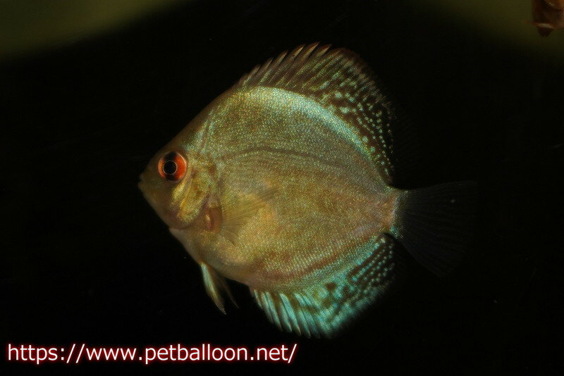 【ディスカス】【特価品】マリンブルー ディスカス1匹【サンプル画像】3cm （生体）（入門用にオススメの稚魚サイズ）タイ産のサムネイル