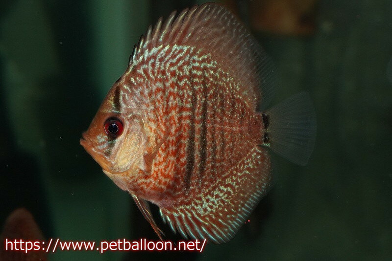 【ディスカス】【通販】【特価品】レオパードスネークスキン3匹【サンプル画像】5-6cm（生体）（入門用にオススメの稚魚サイズ）