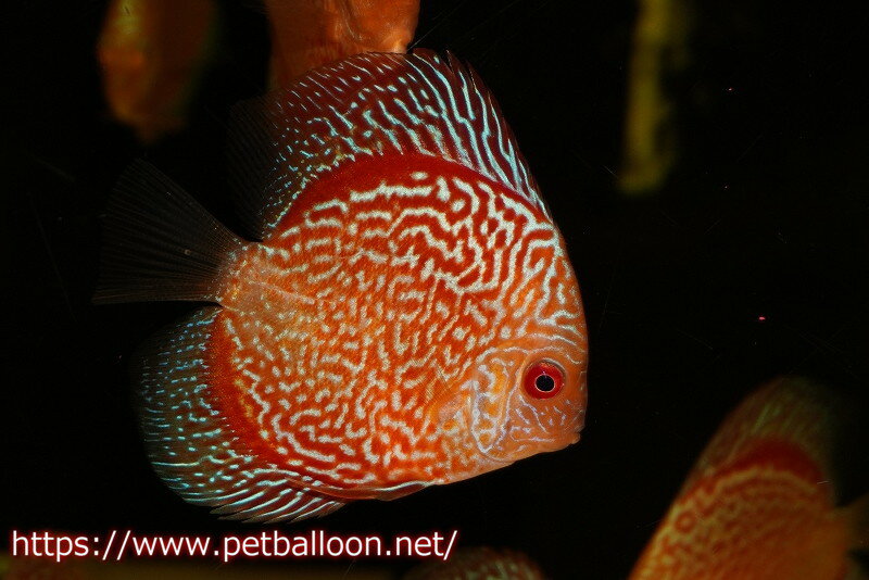 【ディスカス】【通販】ハイボディスーパーレッドジャガースネーク3匹【サンプル画像】6-7cm（生体）ペナン　ブリーダー コイケンロック