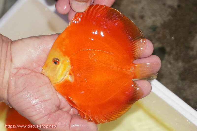 【ディスカス】【通販】スーパーレッドクリスタル（ハイフォーム）1匹【サンプル画像】12-13cm（生 ...