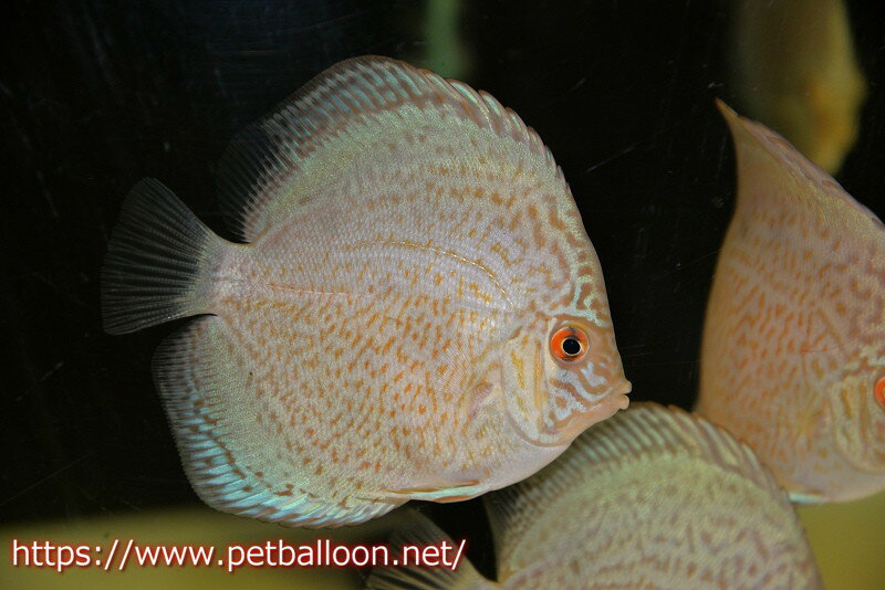 【ディスカス】ロイヤルサファイヤ　スポットタイプ　3匹【サンプル画像】8-9cm（生体）マレーシア　NAディスカスファームのサムネイル