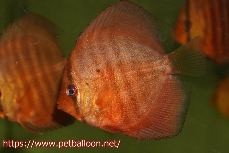 【ディスカス】【通販】【特価品】アレンカーレッド3匹【サンプル画像】5-6cm（生体）（入門用にオススメの稚魚サイズ）