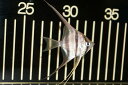 【限定5セット特価】【淡水魚】アルタムエンゼル コロンビア産【3匹】(±4.5-5.0cm)(エンゼルフィッシュ)(生体)