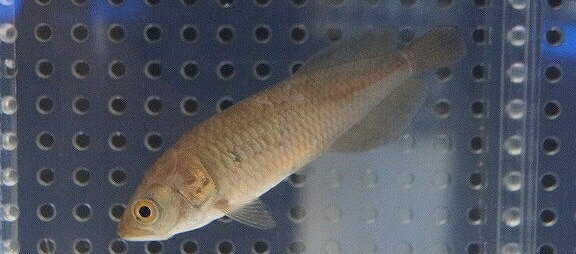 【淡水魚】【通販】遂に入荷 ヘテロティス(ナイルアロワナ) ワイルド【1匹 サンプル画像】(±8cm)(大型魚)(生体)(淡水)NKO