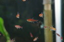 【淡水魚】【通販】入荷激減 ディープレッドホタルテトラ ワイルド【5匹 サンプル画像】(生体【小型カラシン】(熱帯魚)NKIK